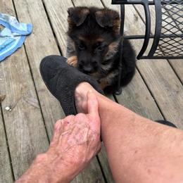Girl 1 - Black and red female German Shepherd puppy in Fairdale, Kentucky from Kimberly's German Shepherds
