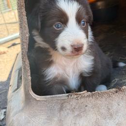 Dakota - White and red female Border Collie puppy in Lakeport, California from Akins Aussies/Wild Rose Ranch