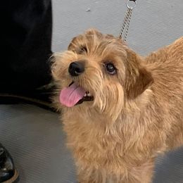 Norfolk Terriers from Antics Terriers