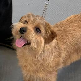 Norfolk Terriers from Antics Terriers
