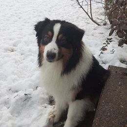 Ronan - Australian Shepherd