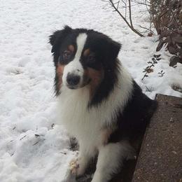 Ronan - Australian Shepherd