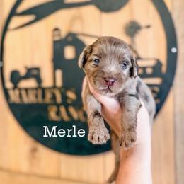 Boy 6 - Merle male Labradoodle puppy in Danville, Indiana from Marley’s Doodle Ranch