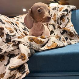 Diamond - Fawn (isabella) and tan female Dachshund puppy in Hudson, Michigan from Mittentail Kennel Miniature Dachshunds & Australian Shepherds