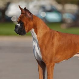 Boxers from Dunnford Boxers