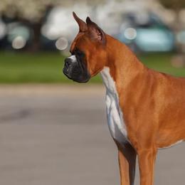 Boxers from Dunnford Boxers