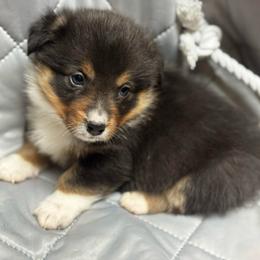 Cole - Black and tan male Pembroke Welsh Corgi puppy in Nortonville, Kansas from Low Riders Corgis & Mini Aussies