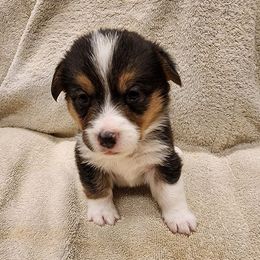 Pembroke Welsh Corgi Puppies from Gemmrig Farm