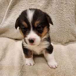 Pembroke Welsh Corgi Puppies from Gemmrig Farm