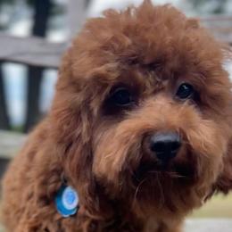 Scout - Poodle