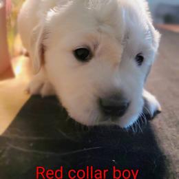 Boy 1 - Light golden male Golden Retriever puppy in Linden, North Carolina from Meadows Golden Retrievers