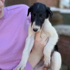 Elvis - Black male Borzoi puppy in Clinton, Tennessee from Ivanhoe Borzoi