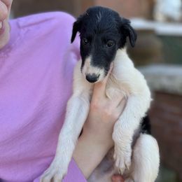 Elvis - Black male Borzoi puppy in Clinton, Tennessee from Ivanhoe Borzoi