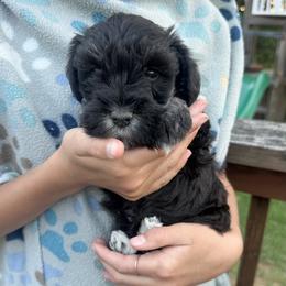Pearl Girl - Black and silver female Miniature Schnauzer puppy in Floyd, Virginia from Little River Puppies