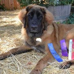 Leonberger All Grown Up from BellaWood Leos