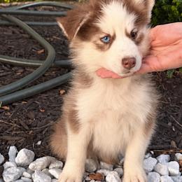 Remi - Chocolate female Pomsky puppy in Harrodsburg, Kentucky from KY Pomsky Paws