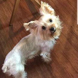 Yorkshire Terriers from Fuller's Furry Friends