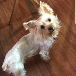 Yorkshire Terriers from Fuller's Furry Friends