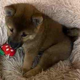 Yumi - Sesame female Shiba Inu puppy in Tamarac, Florida from The Queen of Shibas