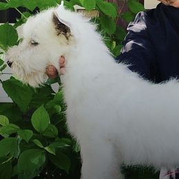 West Highland White Terriers from Wagglesworth Westies