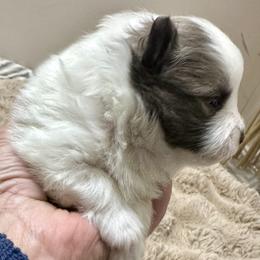 1 day old Blue Parti Boy - Blue parti male Pomeranian puppy in Madison, Ohio from PawSitive Therapy Pomeranians