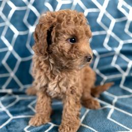 Forest - Champagne male Maltipoo puppy in Granada Hills, California from Sheryls Puppies