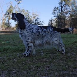 Mia - English Springer Spaniel