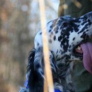 English Setters from Classic Setters
