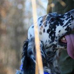 English Setters from Classic Setters