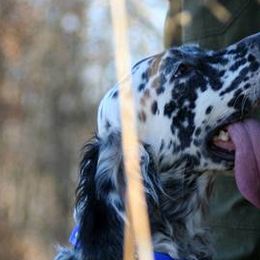 English Setters from Classic Setters