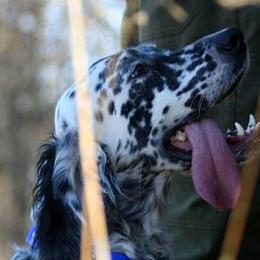 English Setters from Classic Setters