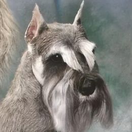 Gigolo - Miniature Schnauzer