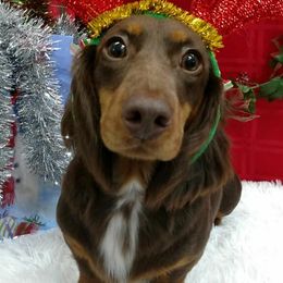 Dachshunds from Ragan's Little Dachshunds