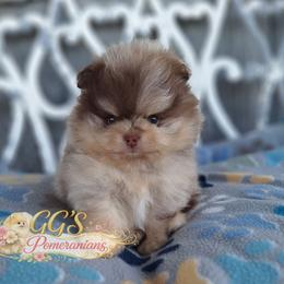 Gambler - Chocolate merle male Pomeranian puppy in Oologah, Oklahoma from GG's Pomeranians