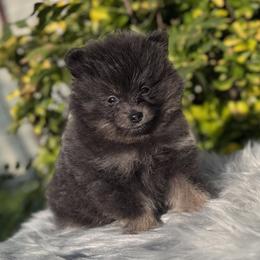 Hazel - Blue and tan female Pomeranian puppy in Sandia, Texas from Broken Arrow Poms