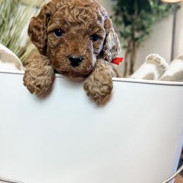 Taco (Red Boy) - Red male Cavapoo puppy in Pleasant Grove, Utah from Destination Doodles