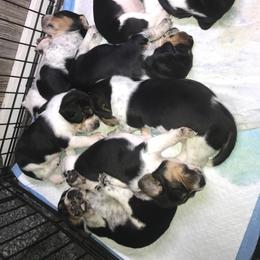 Beagle Puppies from C.R.P. Kennels