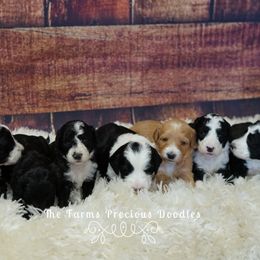 Goldendoodle and Sheepadoodle Puppies from The Farms Precious Doodles