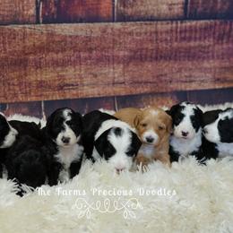 Goldendoodle and Sheepadoodle Puppies from The Farms Precious Doodles