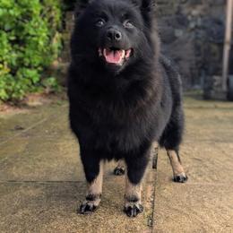 German Spitz Puppies from Legacy Kennels Michigan