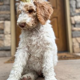 Poodle Puppies from Beansdoodles