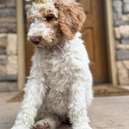 Poodle Puppies from Beansdoodles