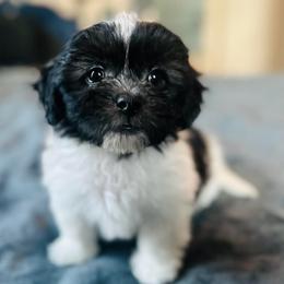 Male 4 - Black and white male Shichon puppy in Grand Rapids, Michigan from Great Lakes Teddy Bear Dogs