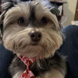 Havanese from Rose Hill Havanese