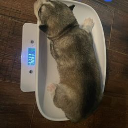 Siberian Husky Puppies from Alexandra's Siberian Huskies