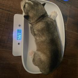 Siberian Husky Puppies from Alexandra's Siberian Huskies
