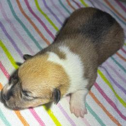 Melody - Sable female Pembroke Welsh Corgi puppy in Nortonville, Kansas from Low Riders Corgis & Mini Aussies