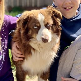 Rambutan  - Toy Australian Shepherd