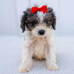 Misty - White female Cavapoo puppy in Apopka, Florida from Rae Precious Puppies