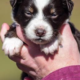 Red green Boy - Red tri-color male Australian Shepherd puppy in Clarkrange, Tennessee from Vom Wolff